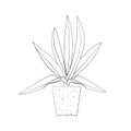 Line art black tropical potted house plant rhoeo isolated on white background