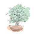 Line art black tropical potted house plant stromanthe with colorful abstract boho shape background.