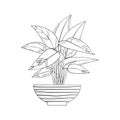 Line art black tropical potted house plant stromanthe isolated on white background.