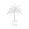 Line art black tropical potted house plant yucca isolated on white background Royalty Free Stock Photo