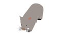 Wombat isolated on a white background