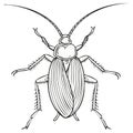 Line art of a cockroach with long antennae crawling on a white background. Vector drawing Royalty Free Stock Photo
