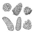 Line art conifer cones. Black and white graphic outline illustration