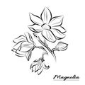 Line art Flower Magnolia on a white Background. Isolated Flowers with packaging