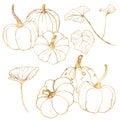 Line art golden set for autumn harvest festival. Hand painted traditional pumpkins with leaves and branches isolated on Royalty Free Stock Photo