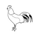 line art illustration of a rooster ready to find a mate