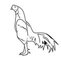 line art illustration of a rooster ready to find a mate