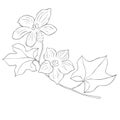 Line Art Kiwano Blossom Branch. Vector Illustration