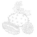 Line Art Kiwano. Elements of Fruits and Flowers. Vector Illustration