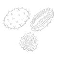 Line Art Kiwano Fruit. Vector Illustration