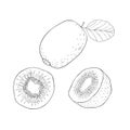 Line Art Kiwi Fruit. Vector Illustration Royalty Free Stock Photo