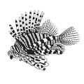 Line art of Lion fish for design element. Vector illustration