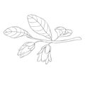 Line Art Lucuma Blossom Branch. Vector Illustration