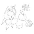 Line Art Mandarin Branch. Elements of Fruits and Flowers.