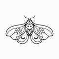 Line art of mystical esoteric moth with crescent moon and ornament