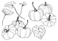 Line art pumpkins set for autumn harvest festival. Hand painted traditional pumpkins with leaves and branches isolated