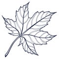 Line Art Of Single Leaf And Veins Royalty Free Stock Photo