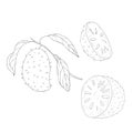 Line Art Soursop Fruit. Vector Illustration