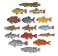 Brazilian fish on white background