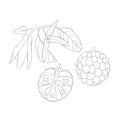 Line Art Sugar Apple. Elements of Fruits and Flowers.