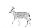 Line art treatment of a Black-tailed deer Royalty Free Stock Photo