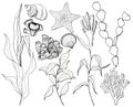 Line art underwater set with starfish, shells and coral reef plants. Hand painted laminaria, corals and shell isolated Royalty Free Stock Photo
