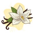 Line Art Vanilla Spice Aroma Illustration for logo, recipe, menu, background, emblem, print, spa, perfume, beauty care