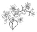 Line art vector of decorative orchid composition Royalty Free Stock Photo