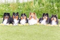 Line of beautiful black sable white shetland sheepdog, small collie lassie dog outside portrait with camomille midsummer flowers Royalty Free Stock Photo