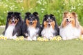 Line of beautiful black sable white shetland sheepdog, small collie lassie dog outside portrait with camomille midsummer flowers Royalty Free Stock Photo