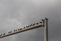 Line of birds along the outrigger of a traffic light post before a stormy gray sky