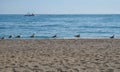 Black Headed Gulls (Chroicocephalus ridibundus) lined up on the beach at Torre Del Mar, Andalucia, Spain. Royalty Free Stock Photo