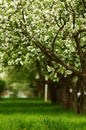 Line of blossoming apple trees Royalty Free Stock Photo