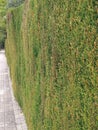 Line of bush hedge. Natural green fence in perspective. Plant-based fence. The green tree wall is parallel to the road. Garden Royalty Free Stock Photo