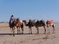 Line of camels with rider waiting on empty beach, Essaouira, Morocco Royalty Free Stock Photo