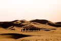 A line of camels walk in the desert Royalty Free Stock Photo