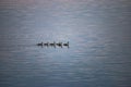 line of canadian geese swimming in formation on puget sound Royalty Free Stock Photo