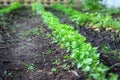 Line of carrots planted in the garden Royalty Free Stock Photo