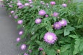 Line of Centaurea dealbata in bloom in May Royalty Free Stock Photo