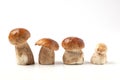 Line of cep mushrooms Royalty Free Stock Photo