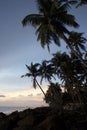 Line of coconut trees along the seashore