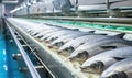 A Line of Colorful Fish on a Moving Conveyor Belt Royalty Free Stock Photo