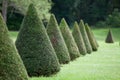 Line of cone evergreen bushes in cultivated park