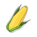 Line corn on white background. Vector