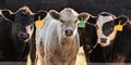 Line of crossbred calves web banner