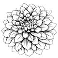 line design of dahlia flower Royalty Free Stock Photo