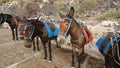 Line of donkeys with saddles, stirrup ready to be ridden standing road, tourism