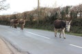 Line of donkeys walking along the road in the New Forest