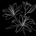 A line drawing of a beautiful white lily flower with long, slender petals and a delicate stem.