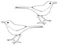 Line Drawing of Birds, Thrasher